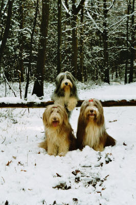 Cippy and Dexter and Maggie in the back (Februari)