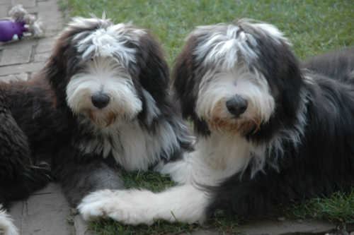 September 29, 2006: Scooter & Elmo