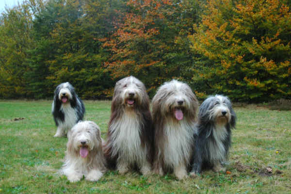 October 31: Jarod, Cippy, Morris, Dexter & Maggie
