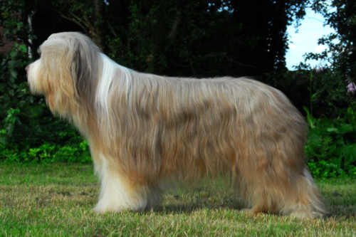 July 08, 2007: Cippy 7½ years