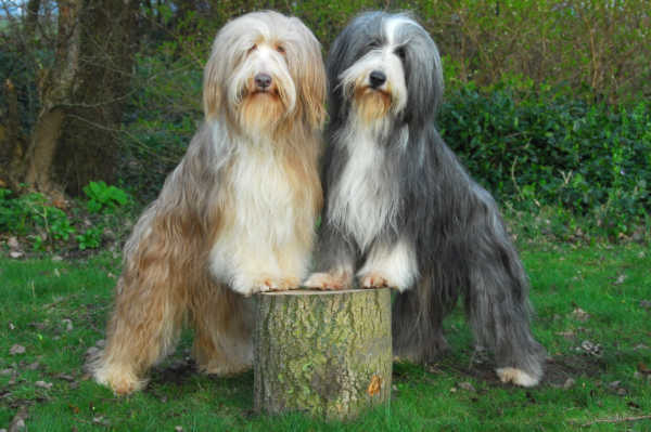 March 15: Cippy & Maggie