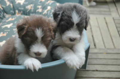 Chip & Sam