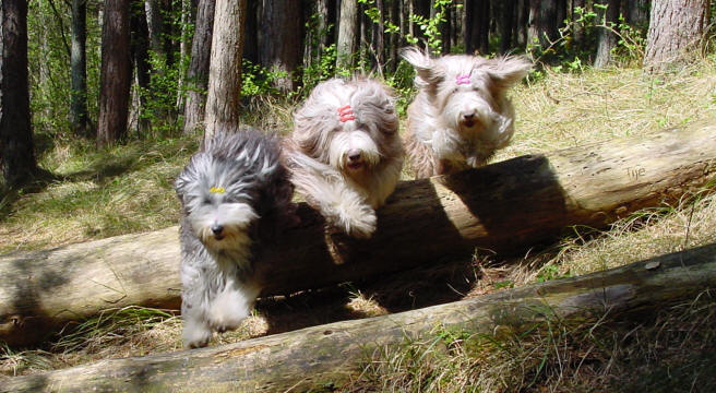 Maggie, Dexter & Cippy
