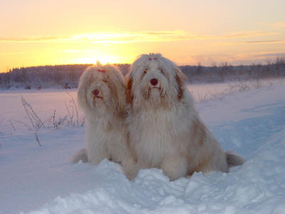 Cippy and Dexter