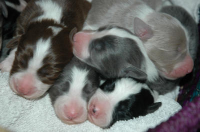 January 1, 2005: Baika, Ginny, True Blue, Thara & Wendy