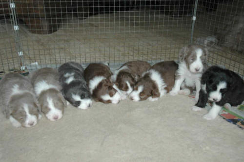compleet litter: 4 week