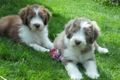 Chip & Noa